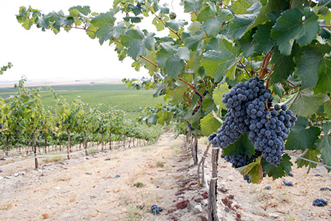 Cab Sauv ripening on the slopes of Coyote Canyon Vineyards