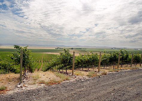 The view south toward the Gorge from Coyote Canyon Vineyards