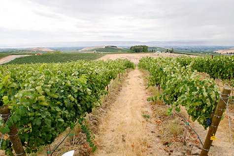 Looking south toward the Yakima Valley from Elephant Mountain Vineyards