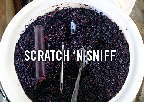 Pinot Noir fermenting. Go ahead, scratch the screen: it smells incredible