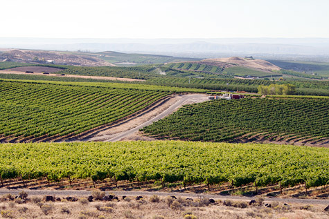 Looking south from the vineyard