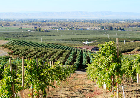 The top of Sugar Loaf Vineyard, looking south toward the Gorge