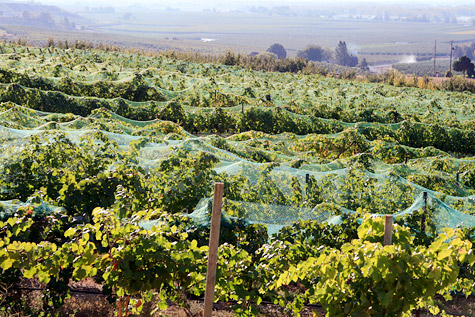 Nets drape vines at Sugar Loaf Vineyard