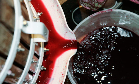 Pressing the merlot at the end of October, 2010